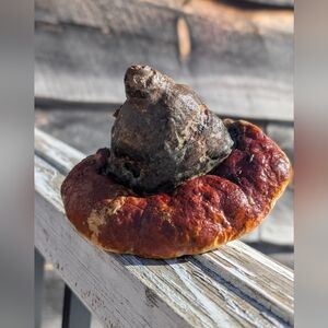 🍄 Varnished Woodland Mushroom | Reishi Handcrafted Nature Decor | Cottagecore